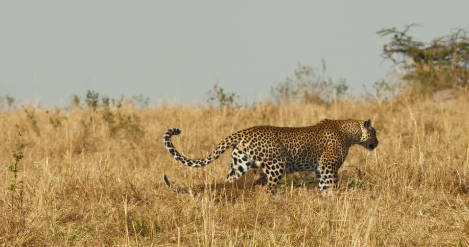 Adult jaguar walking with cub in the jungle