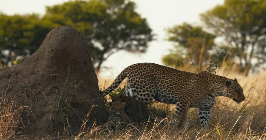 A cheetah stands behind a rock in a savannah with beige grass and then starts walking to the right