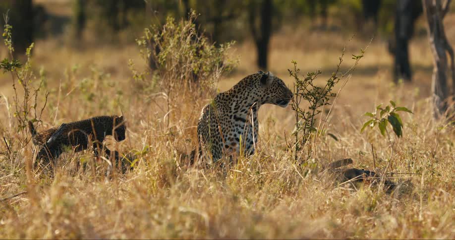 A clip of a leopard and the cubs in the jungle
