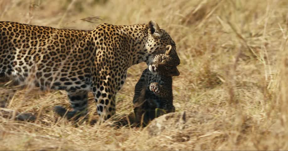 A leopard carrying her cub in her mouth in a savannah with beige grass