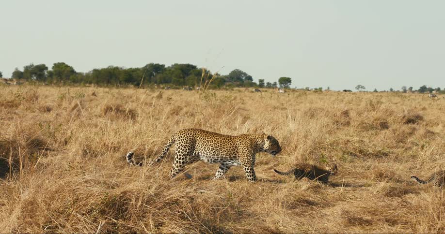 Watchful mother leoapard walking across the prairie with her cubs