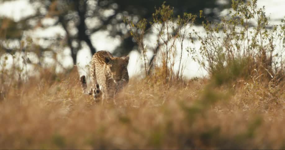 A leopard walking in a savannah that is hot and then she stops and looks back waiting for her cub to come closer to her and then starts giving it again