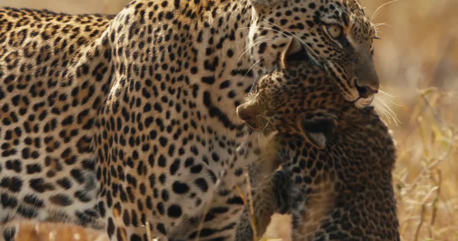 A clip of a leopard carrying its cub