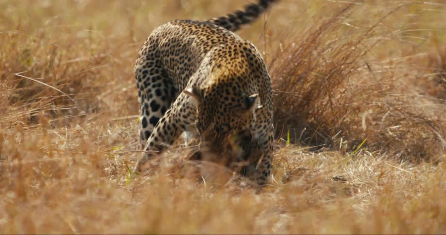 Mother leopard carrying her cub across a field as the other cub follows