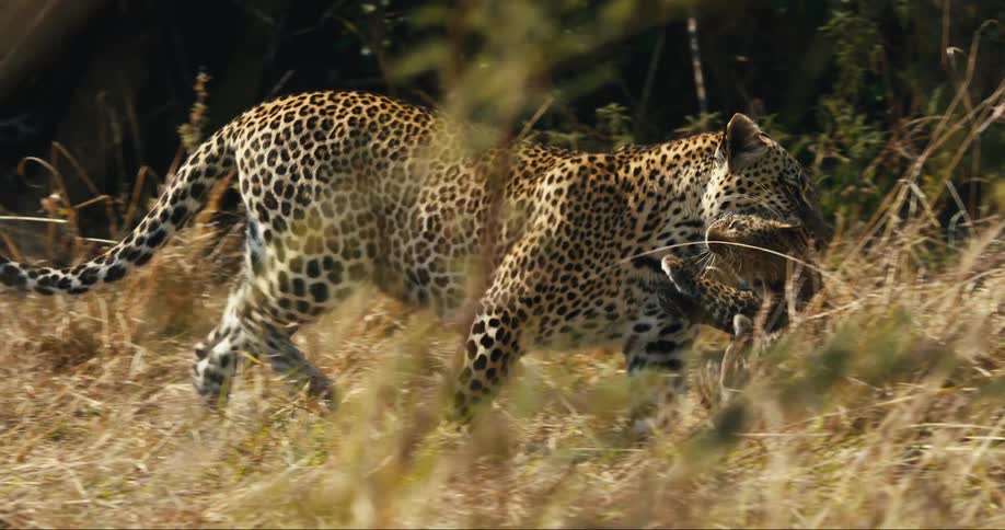 An image of a leopard carrying its cub