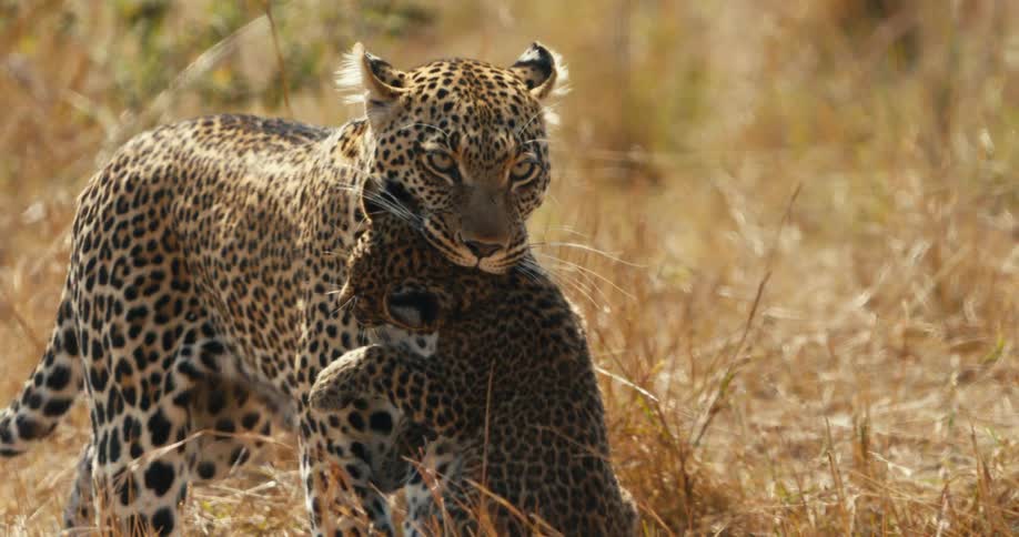 Leopard walking through the jungle carrying her cub in her mouth
