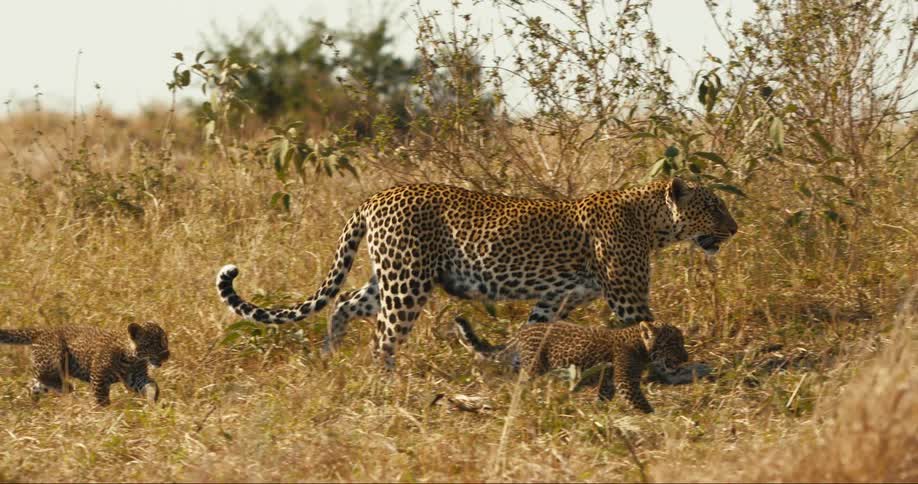 A mother leopard and her cubs walking across a field in the wilderness