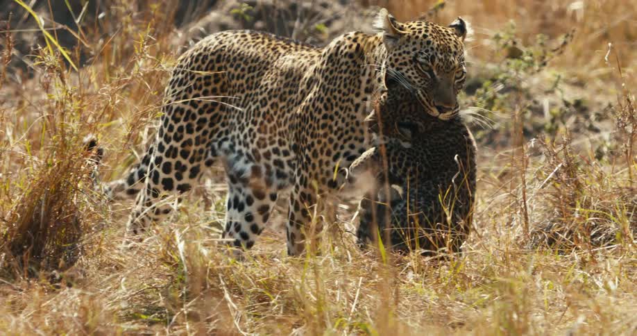A leopard carrying its cub in its mouth as it walks through the grass of a savannah