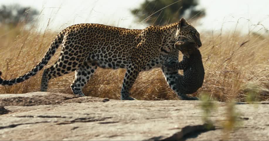 Cheetah carrying her cub in her mouth across the savannah