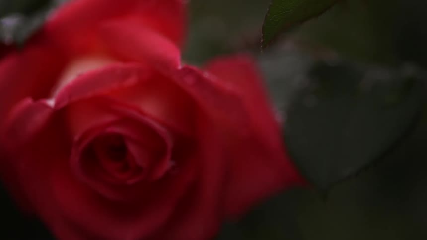 A close up of rain falling on a rose and its leaves