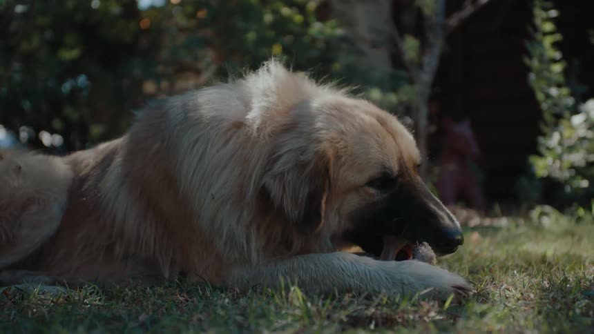 A dog lies in a yard chewing on a treat