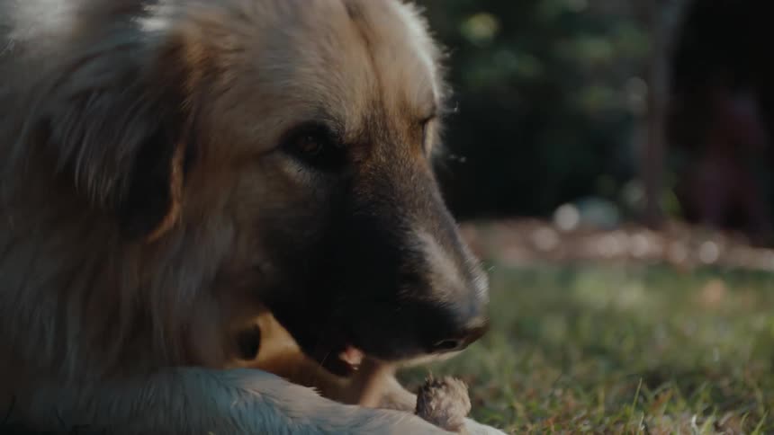 Dog chewing on bones in the grass of its yard