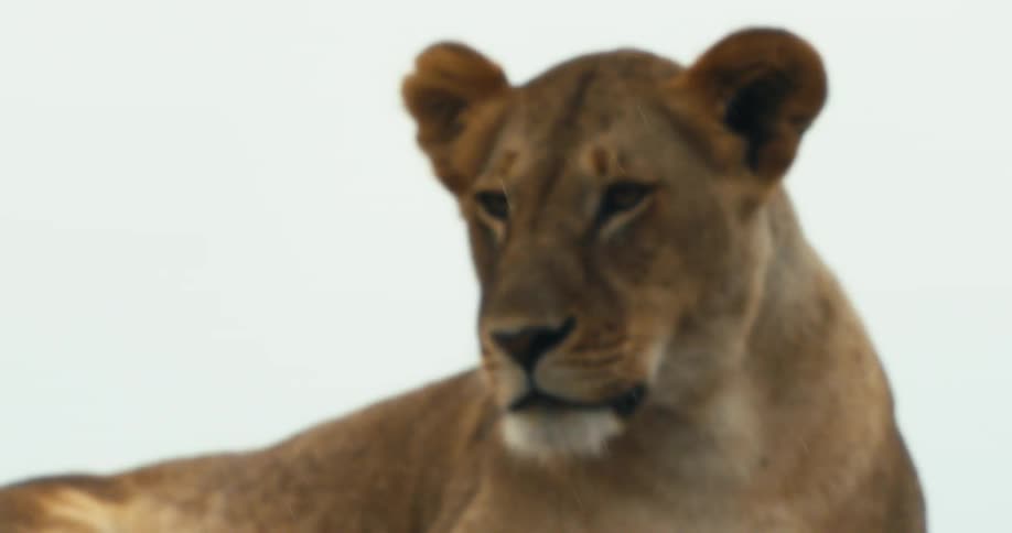 Lioness lying down on a rainy day