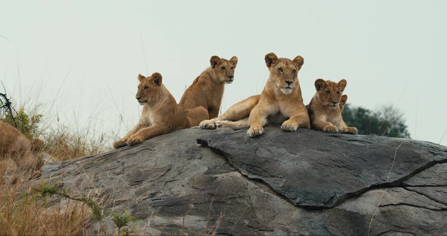 A group of young lion cubs including three young lionesses and one cub are sitting on a large rock in a grassy savanna