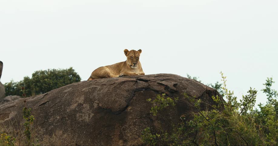 Lioness lying on top of a rock on a cloudy day