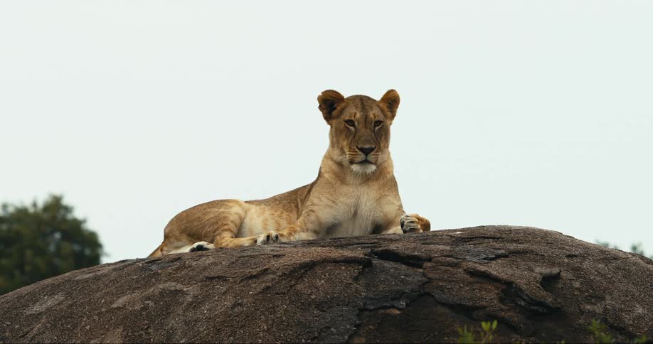 Lioness lying on top of a rock