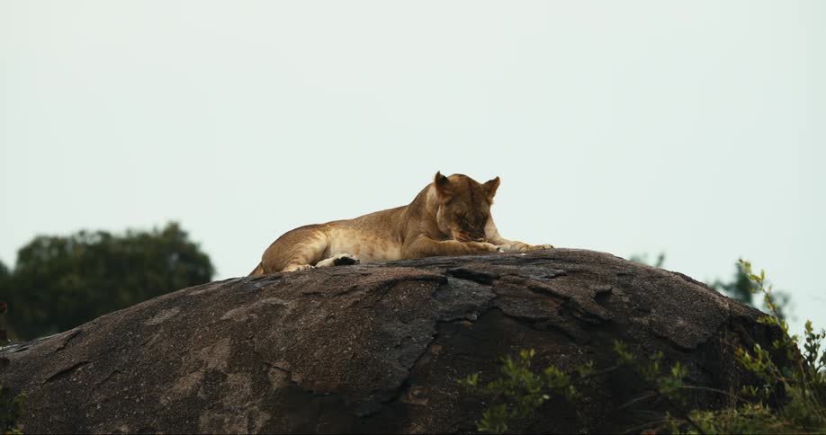 A lioness rests on a rock licking her paws
