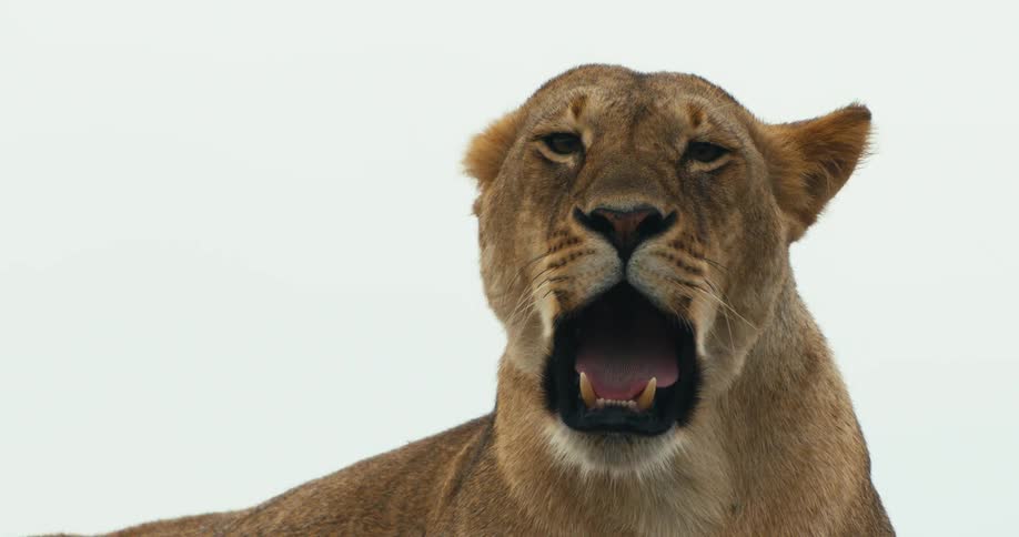 The lion shows its teeth as it yawns