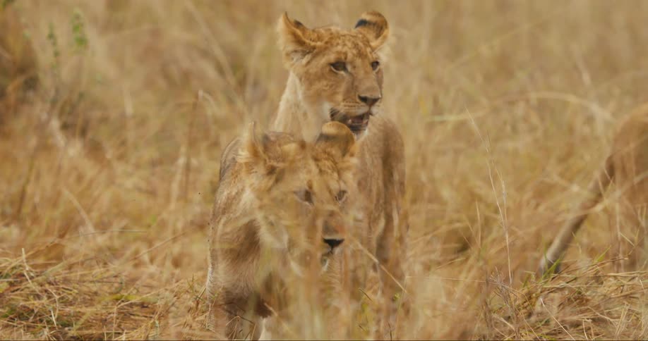 A few young lions walk through the tall grass