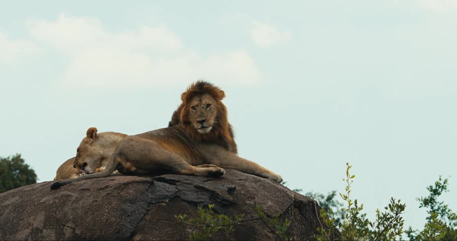 A male and female lion lie on top of a large boulder