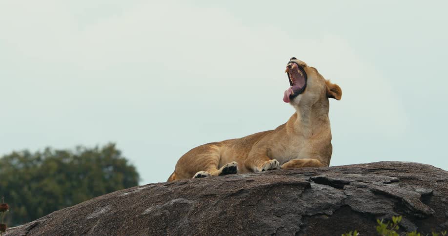 A lion yawns on the boulder