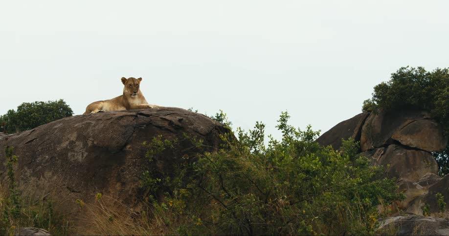Lioness lying on a rock in the jungle