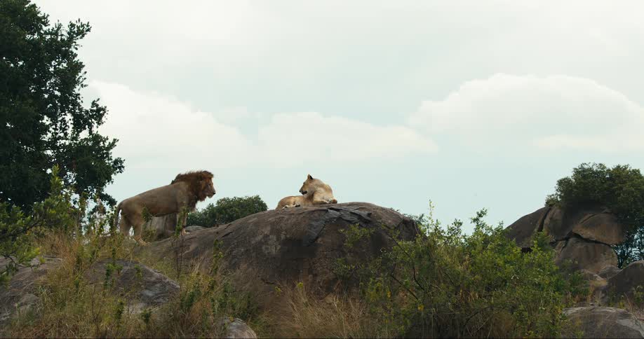 Two lions one with a mane stand and rest on a large boulder in nature