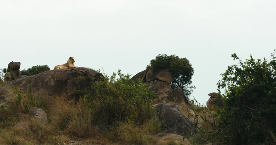 A female lion lying on top of a large rock in an area with vegetation and other rocks