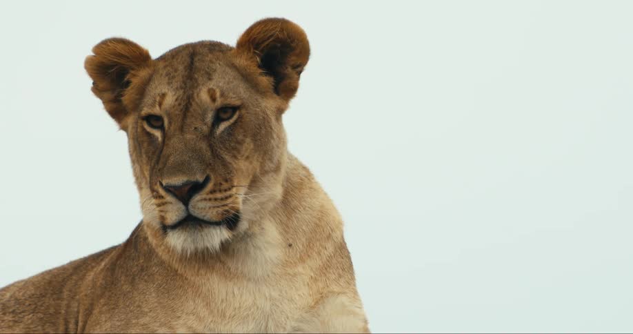 A lioness turns her head