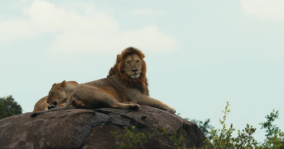 Lion and lioness lying on top of a rock