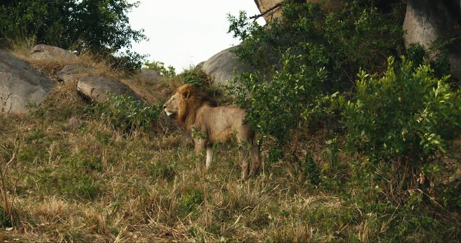 A large male lion walks through a grassy area near a rock formation