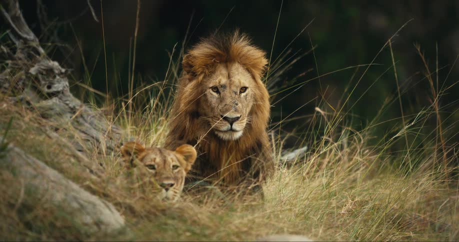 Lioness yawns and stands as she and male lion both look around