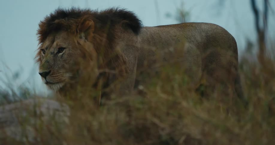 A large male lion with a noticeable mane walks through tall grass and alongside a large rock
