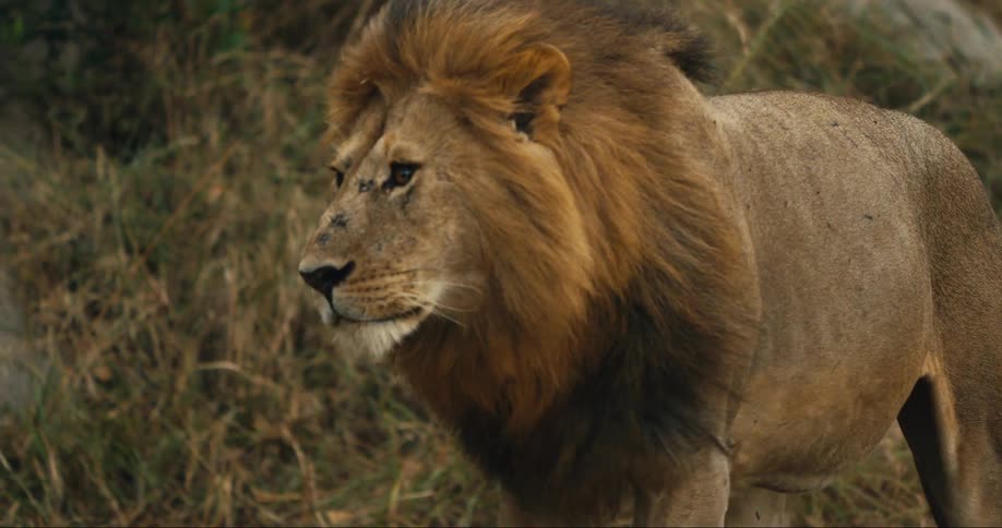 Male lion walking outdoors in nature next to a grass field during day time