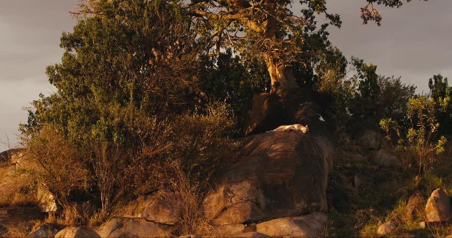 Wild animal lying on a rock surrounded by trees in the jungle