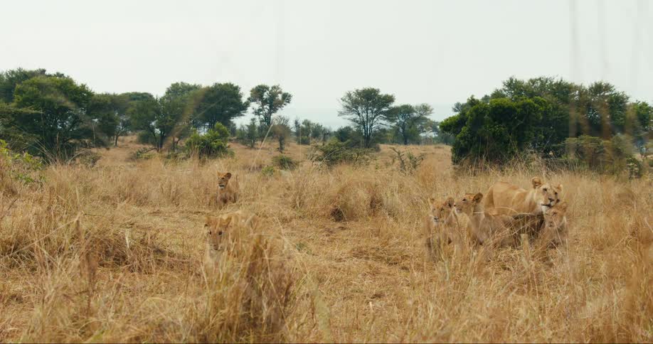 Group of lions walking in a savannah with sparse vegetation and trees in the background