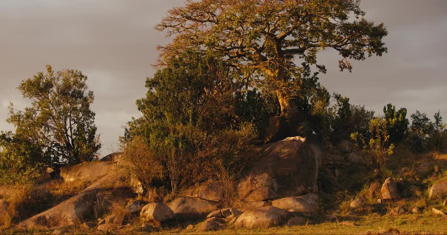 Scene of a jungle with an animal sleeping on top of a rock