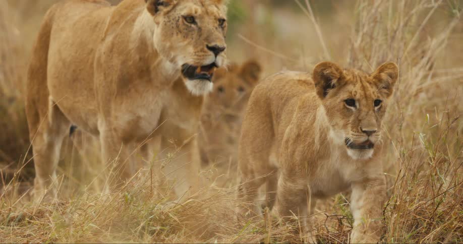 A young lion cub walks alongside a larger lioness in tall grass