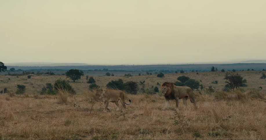 Lioness and a lion walking through the jungle