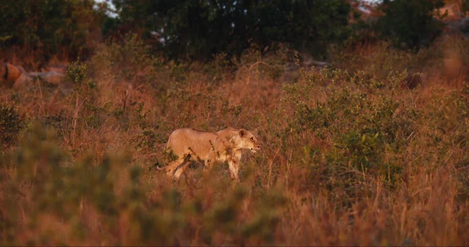 A clip of a lion walking in the jungle