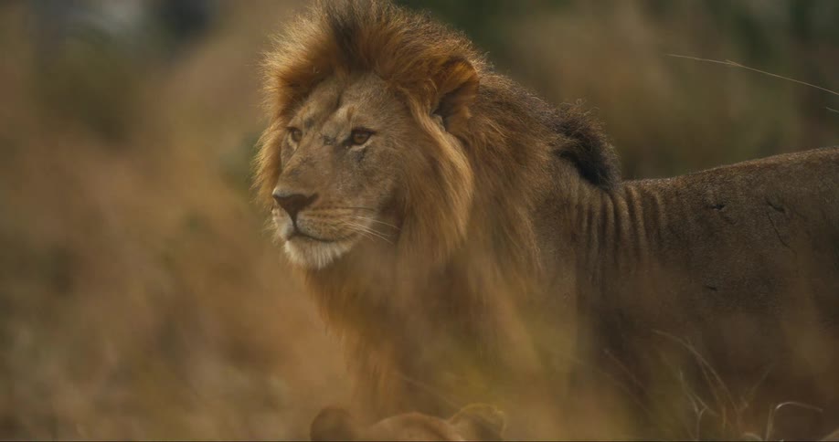 A lion is opening his mouth ferociously in a savannah he is looking around attentively
