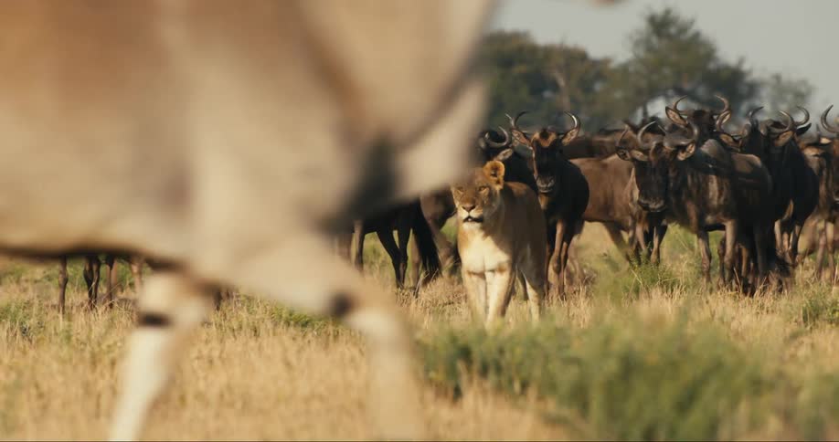 Lioness in the jungle surrounded by wildebeest