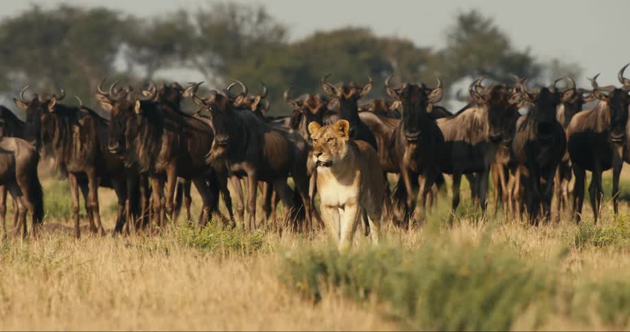 A lion standing in front of a livestock of gnus