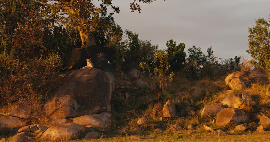 A lion rests on a rock while basking in golden sunlight