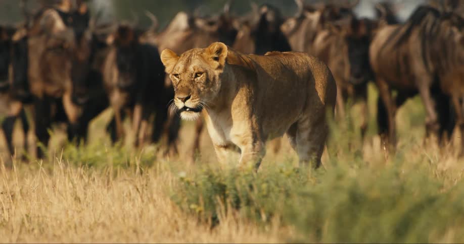A footage of a lion surrounded by bulls in the jungle