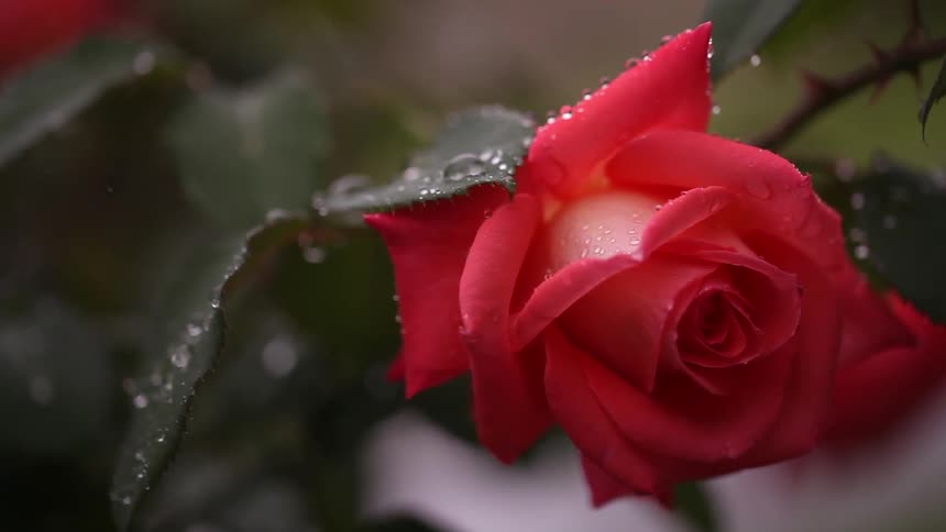 Rain drips onto a rose