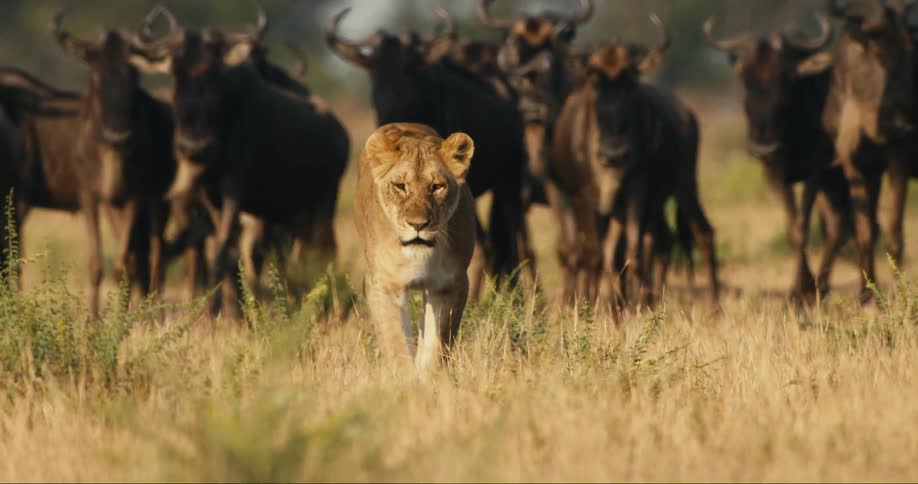 Lion walking with a group of wildebeest in the background