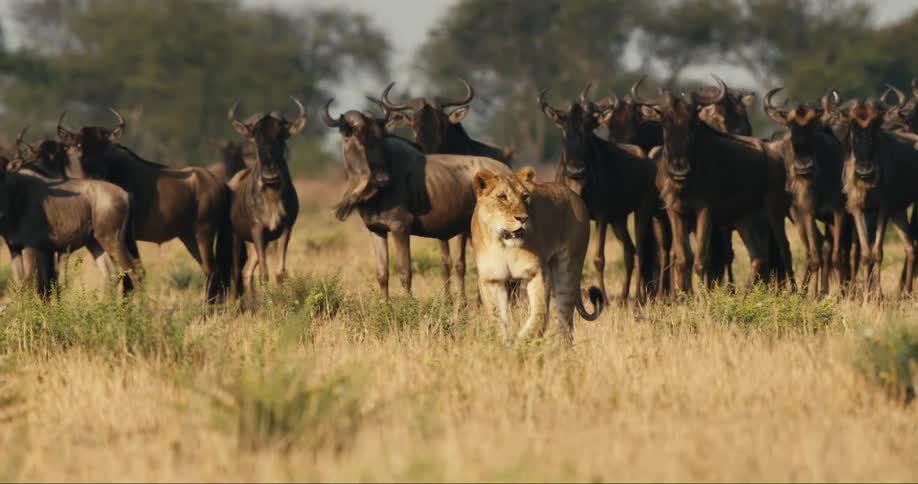 Lion walking through the jungle with a group of wildebeests right behind
