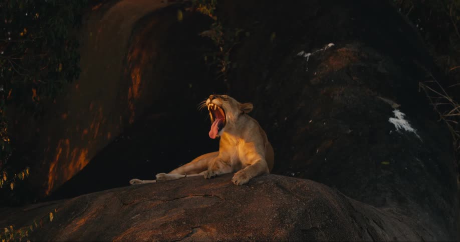 A clip of a lion sitting on a rock