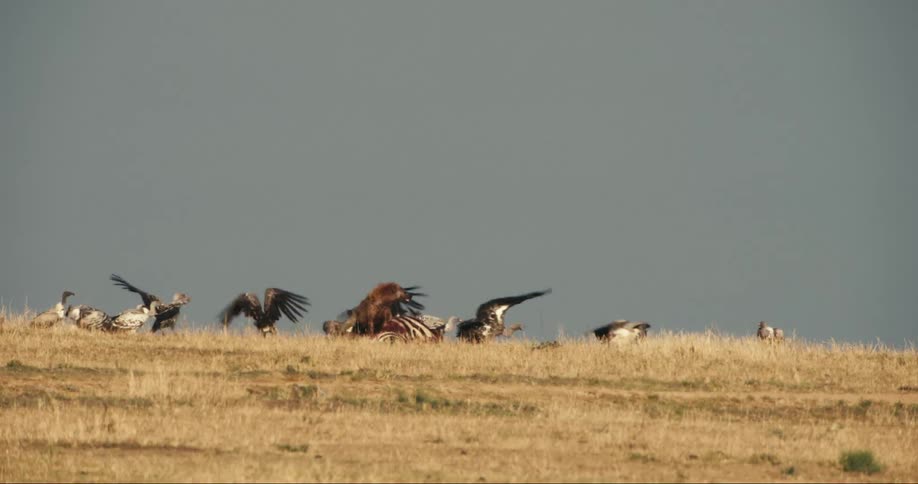 Two wild dogs eating zebra prey with birds around